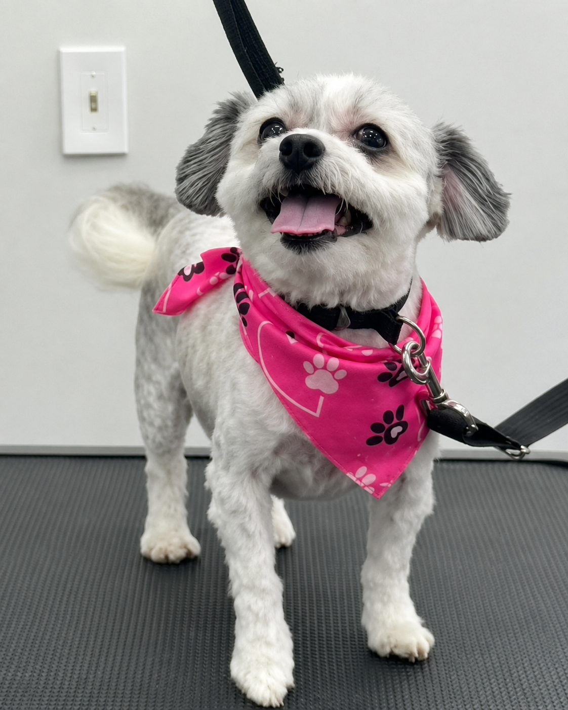 Happy small dog after a fresh haircut at LaMagna's