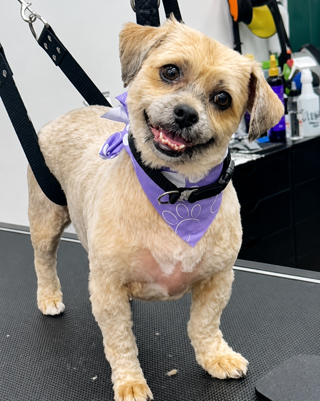 Cute small dog after a bath and clean up trim