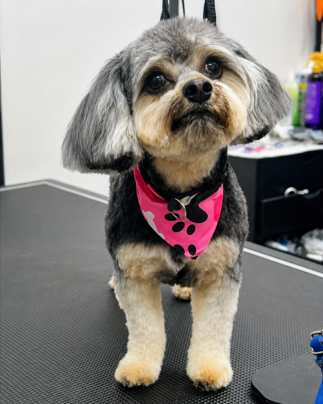 Tiny fluffy dog after grooming at LaMagna's Dog Grooming