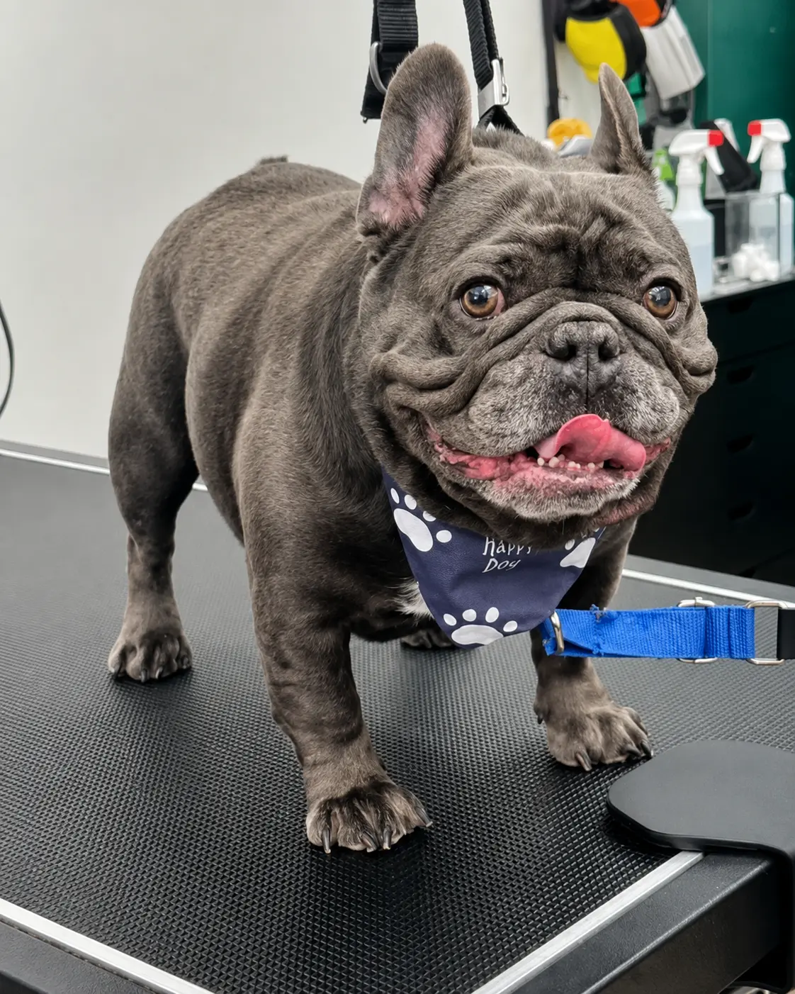 French Bulldog after a bath and brush in Floral Park, NY