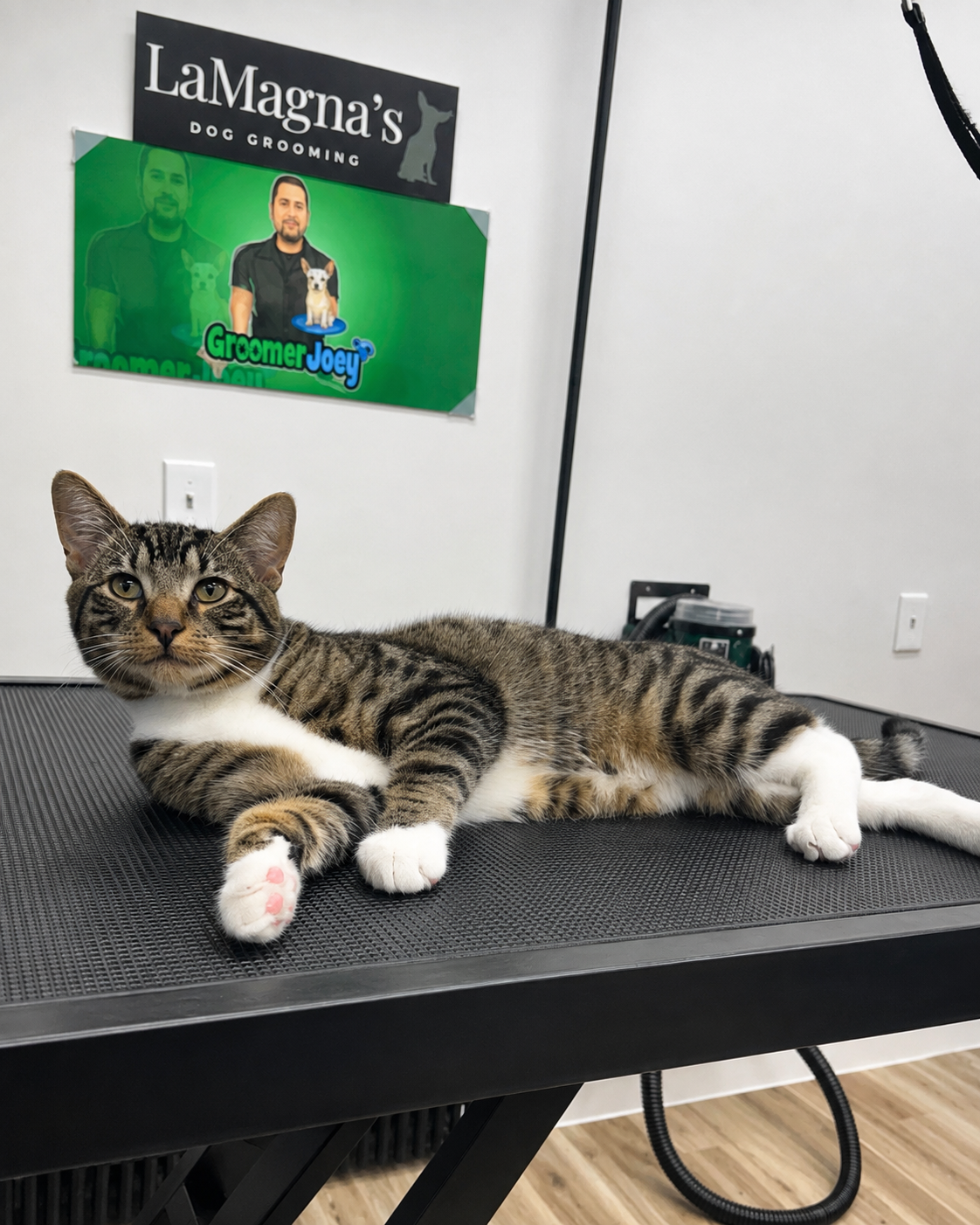 Cat bath and brush grooming at LaMagna's Dog Grooming in Floral Park, NY