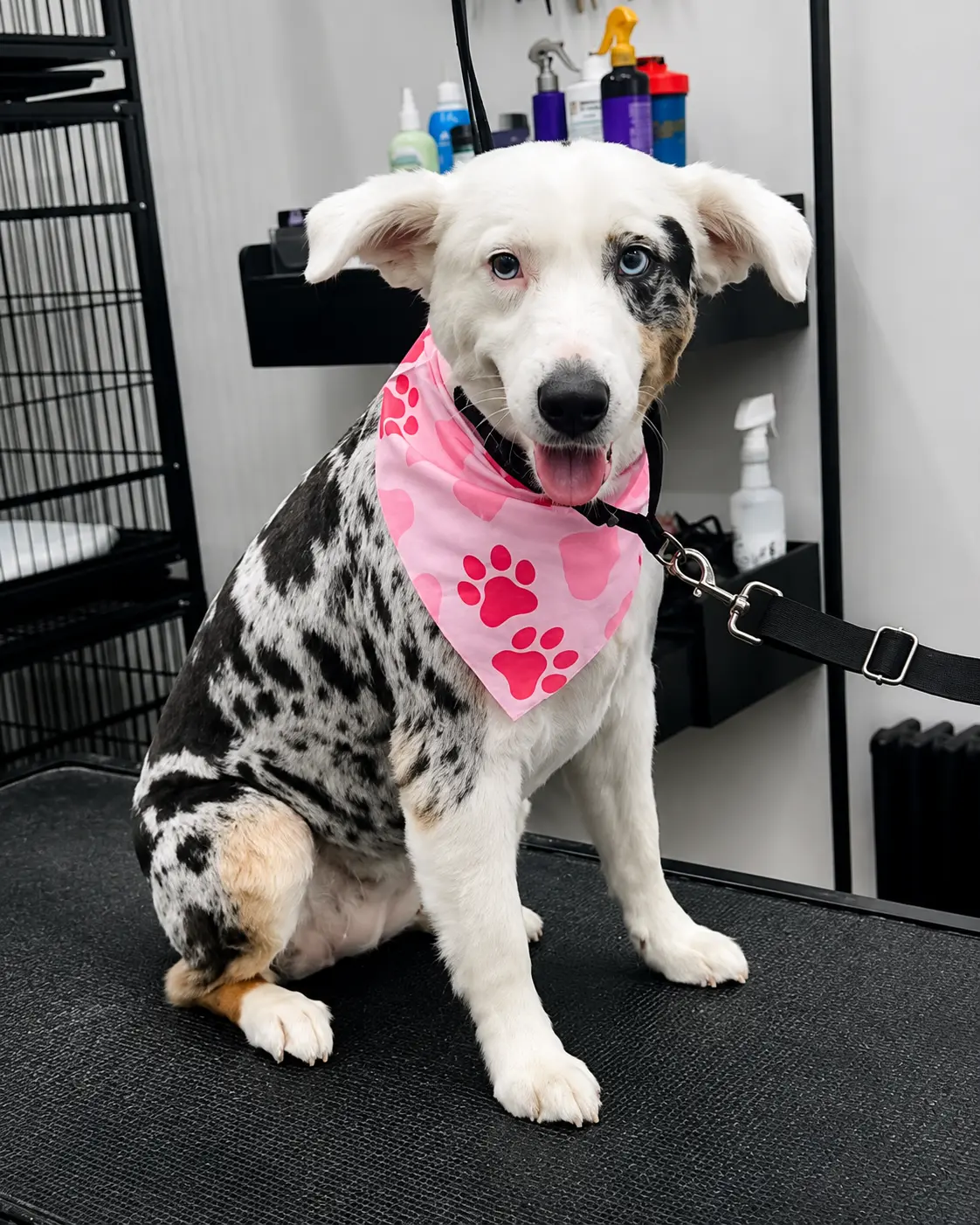 Curious merle puppy after grooming at LaMagna's Dog Grooming
