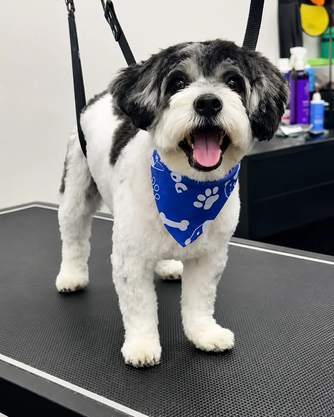 Fluffy little dog after a blow dry and brush out