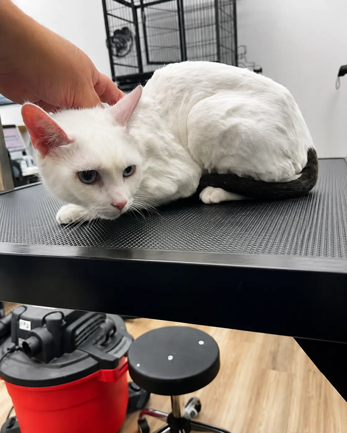Cats groomed at LaMagna's Dog Grooming